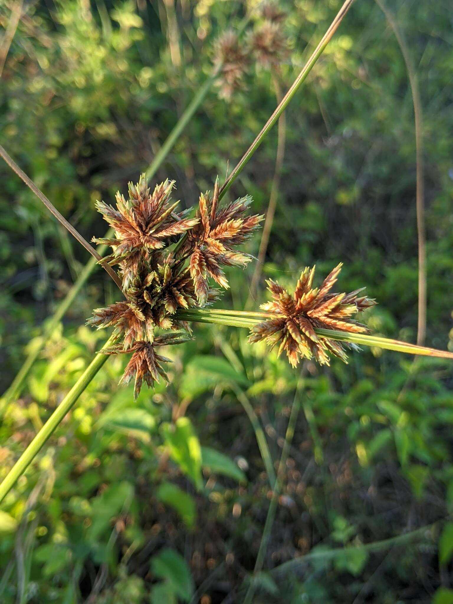 Imagem de Cyperus elegans L.