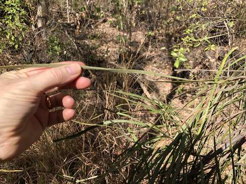 Image of Grevillea parallela Knight