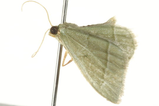 Image of <i>Chlorissa dorsicristata</i> Warren 1905