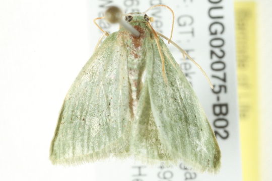 Image of <i>Chlorissa dorsicristata</i> Warren 1905