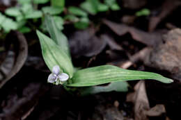 Sivun Murdannia loriformis (Hassk.) R. S. Rao & Kammathy kuva