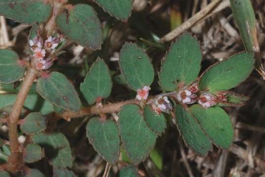 Euphorbia dioeca Kunth resmi