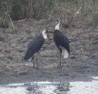 Image of African Woolly-necked Stork