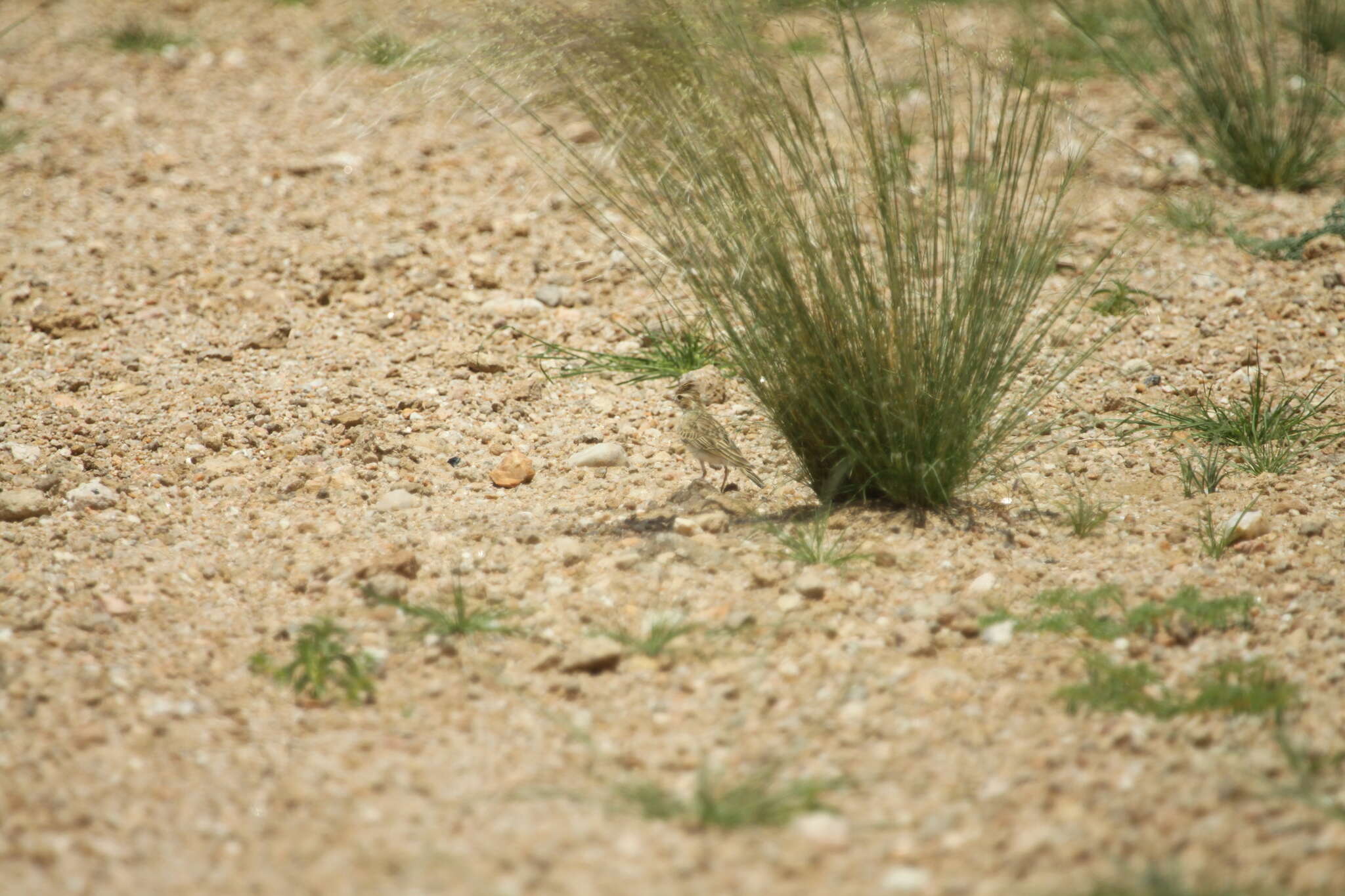 Image of Stark's Lark