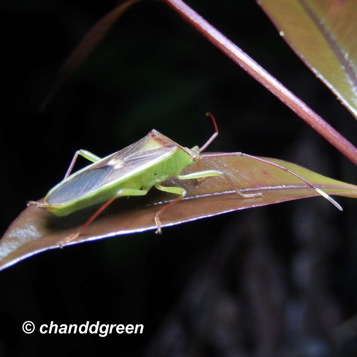 Image of Homoeocerus (Anacanthocoris) rubromaculatus (Hsiao 1963)