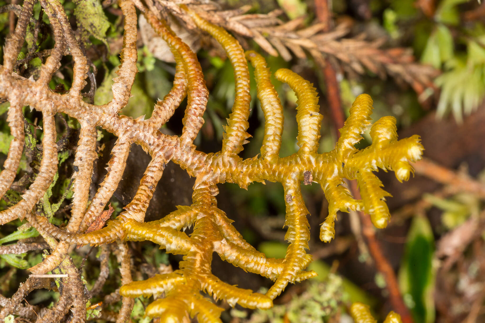 Image of Dendromastigophora flagellifera (Hook.) R. M. Schust.