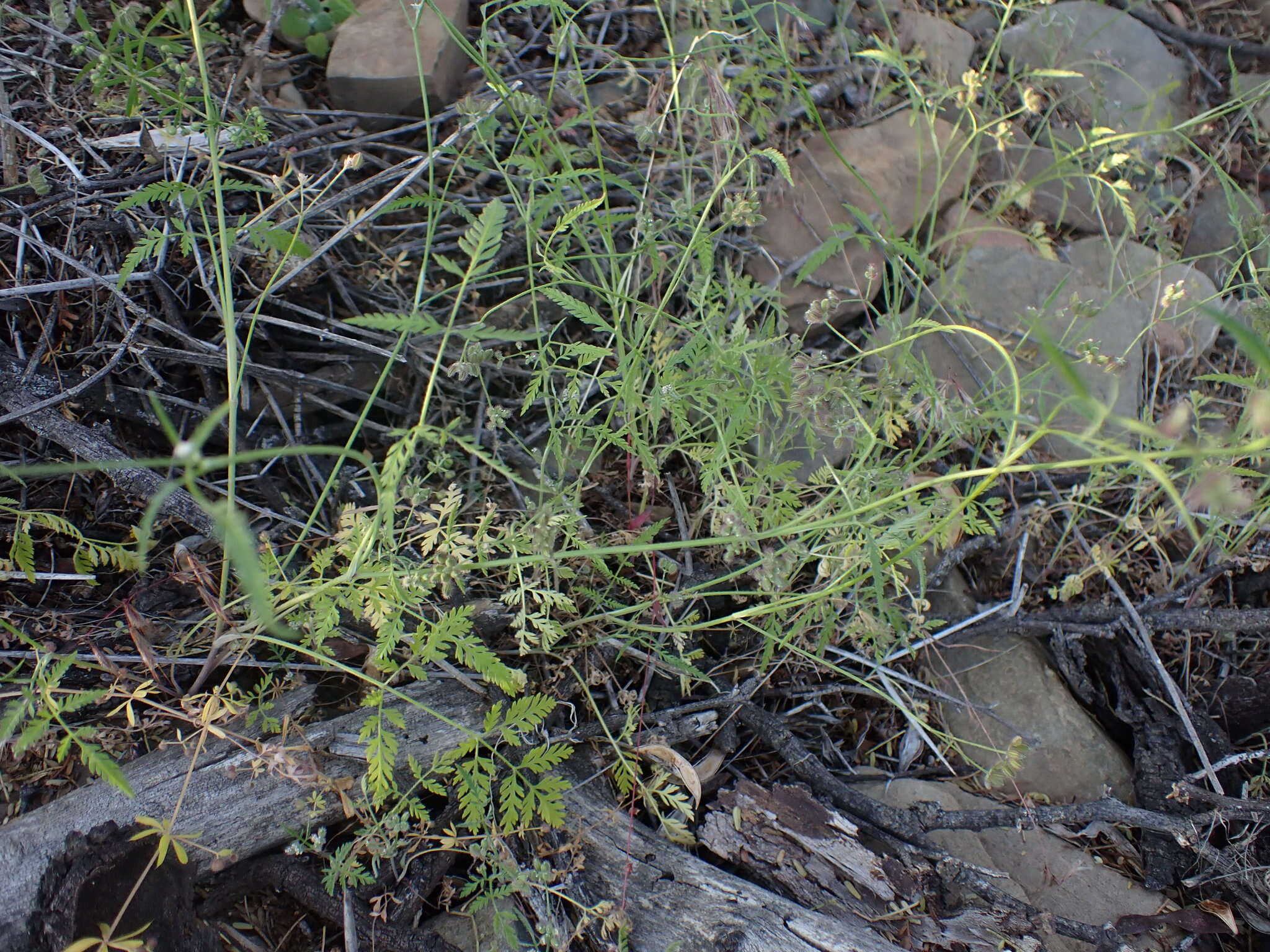 Image of spreading hedgeparsley