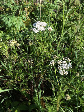 Image of common yarrow