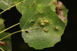 Image of <i>Phyllocoptes populi</i> (Nalepa 1894)