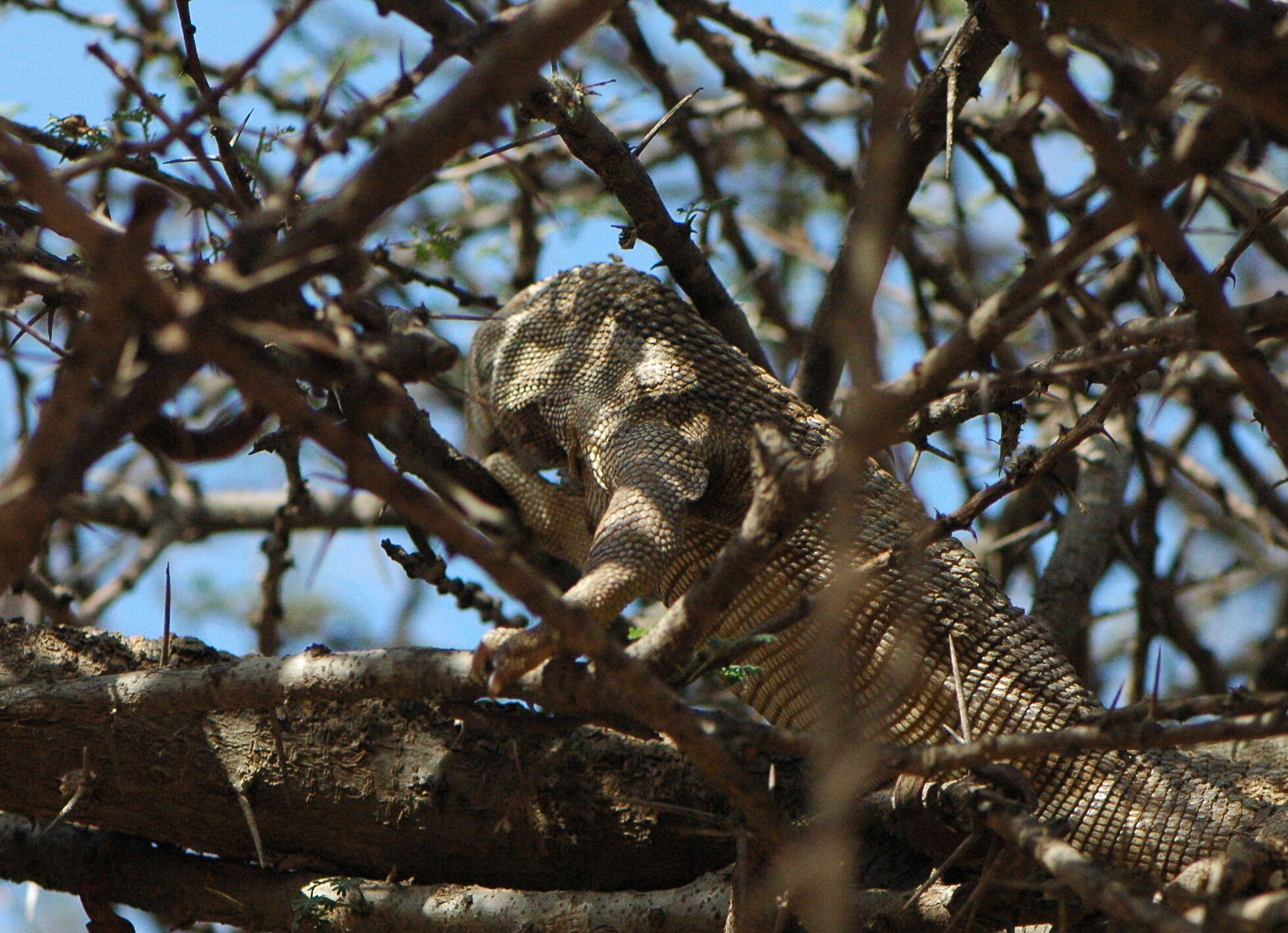 Image of Savannah Monitor