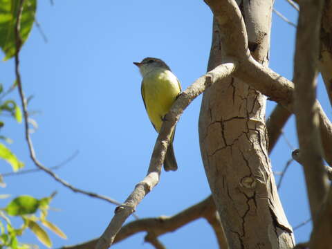 Microeca flavigaster Gould 1843的圖片