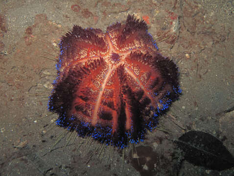 Image of variable fire urchin