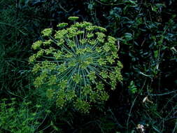 Image of Notobubon tenuifolium (Thunb.) Magee