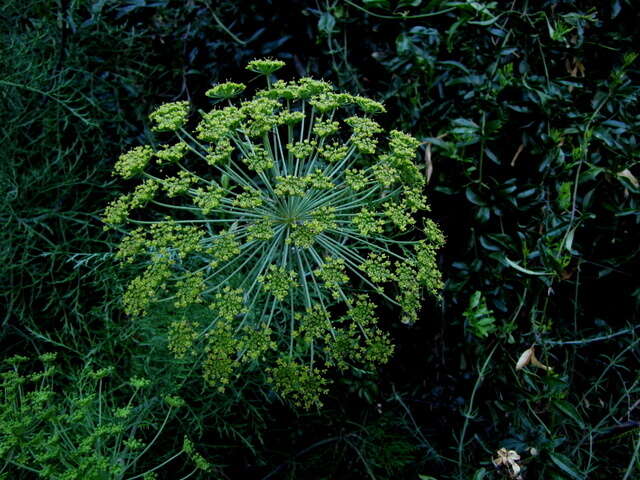 Image of Notobubon tenuifolium (Thunb.) Magee