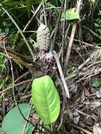 Image of Zamia fairchildiana L. D. Gómez