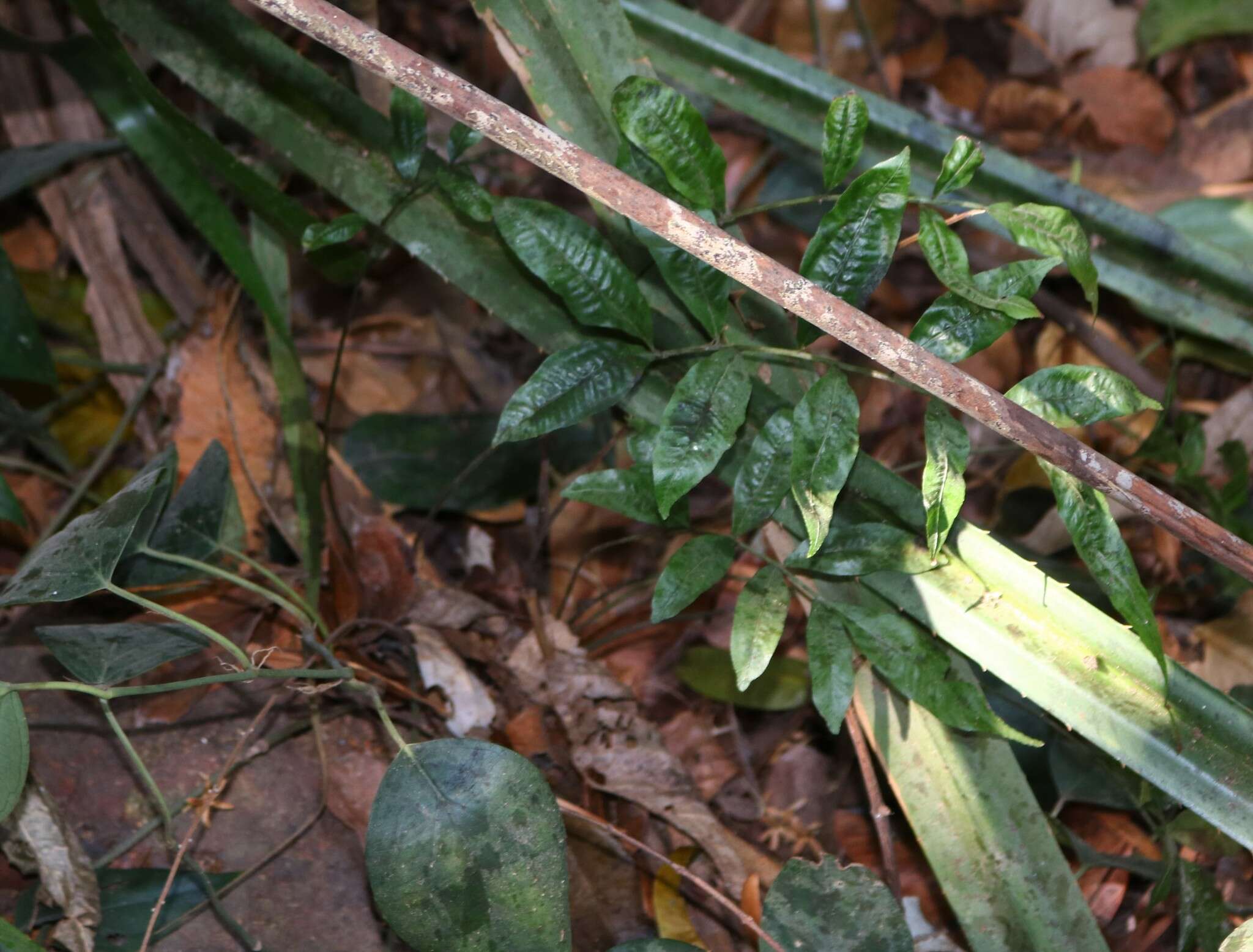 Image of Bolbitis subcrenata (Hook. & Grev.) Ching