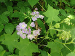 Image de Hydrophyllum appendiculatum Michx.