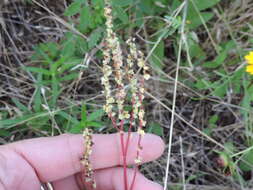 Image de Rumex hastatulus Baldw. apud Ell.