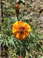 Image of French marigold