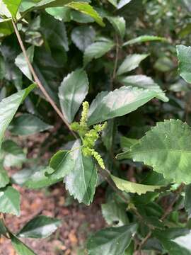 Image de Acalypha siamensis Oliv. ex Gage