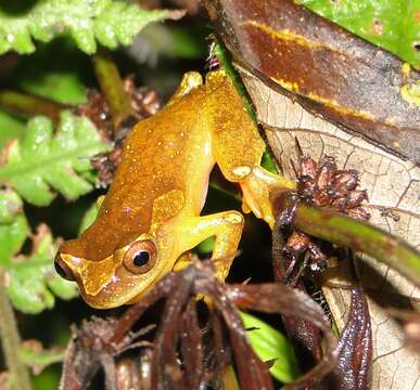 Imagem de Dendropsophus sarayacuensis (Shreve 1935)