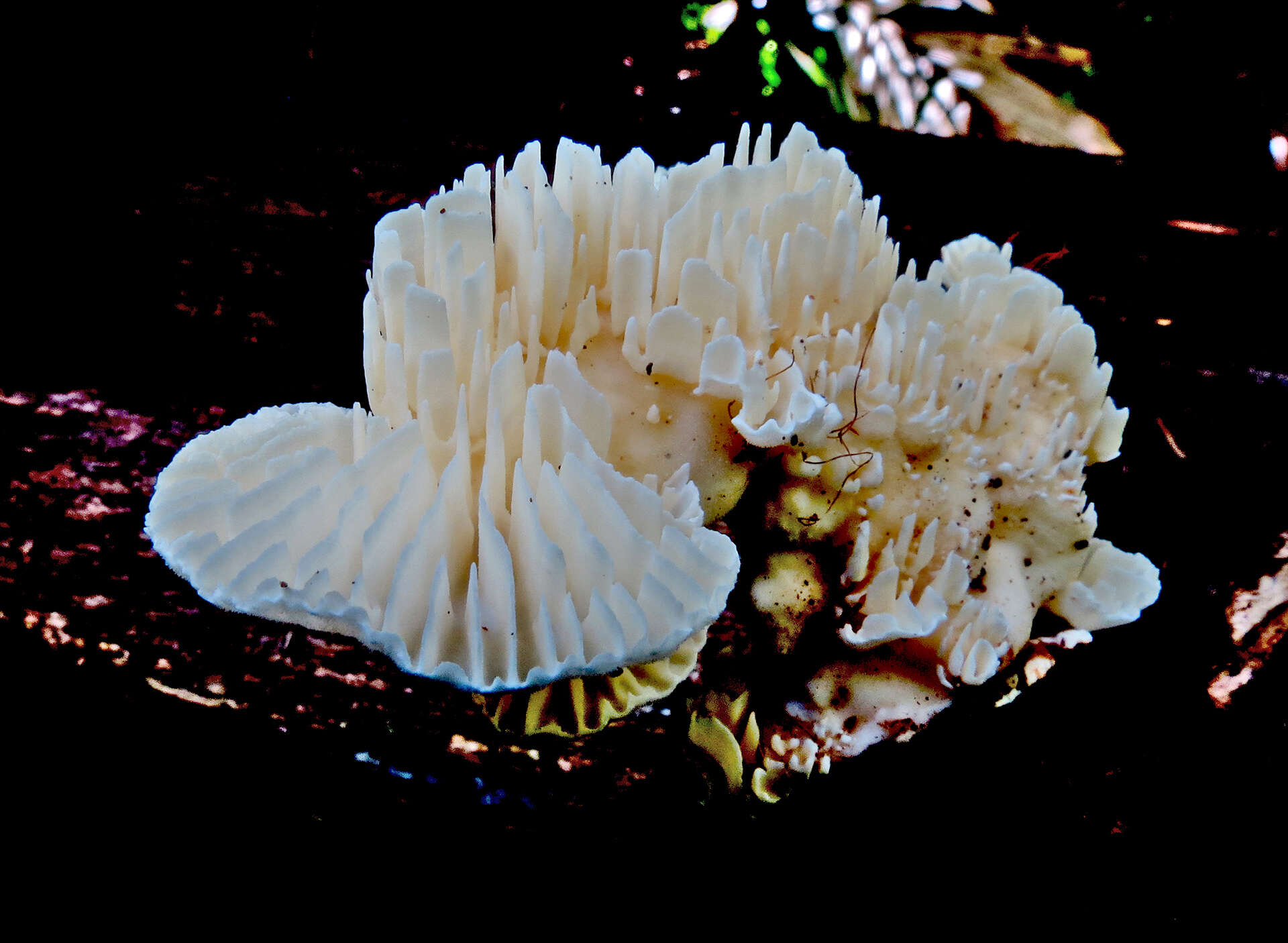 Image of Trametes vespacea (Pers.) Zmitr., Wasser & Ezhov 2012