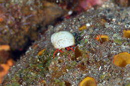 Image of red reef hermit crab