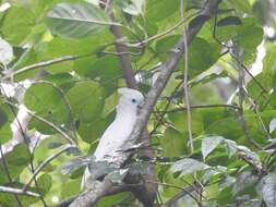 Cacatua ducorpsii Pucheran 1853 resmi