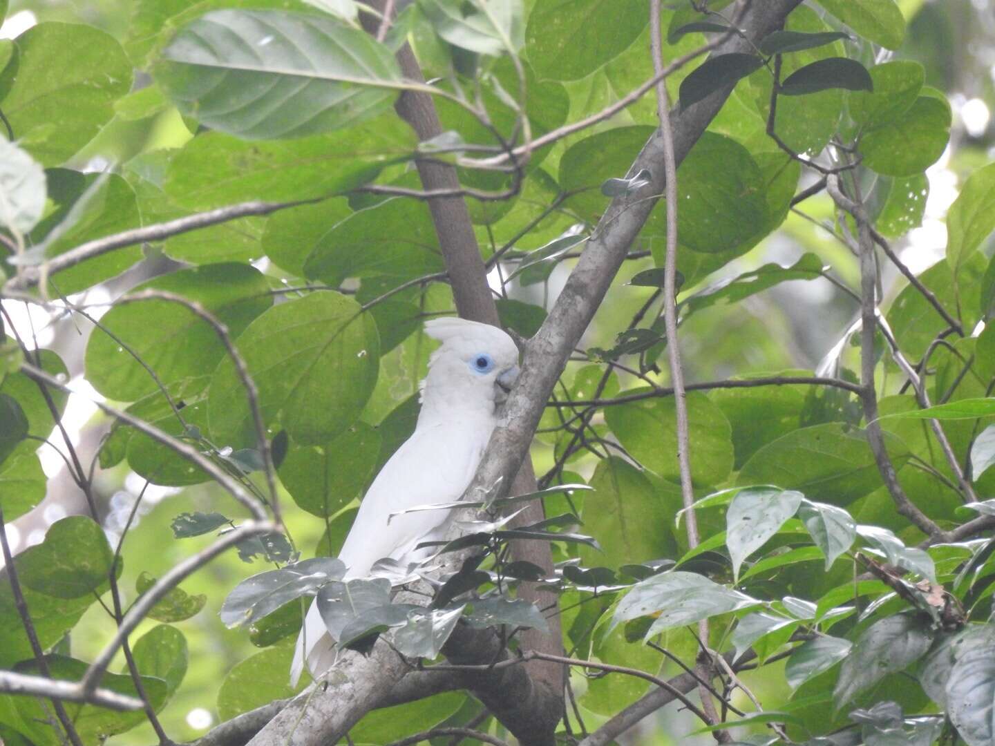 Cacatua ducorpsii Pucheran 1853 resmi