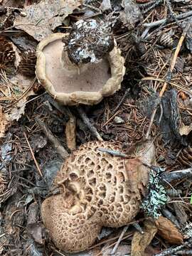 Image of Scaly tooth