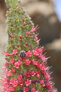 صورة Anthophora alluaudi Pérez 1902