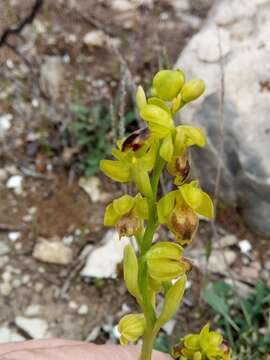 Image of Ophrys battandieri E. G. Camus