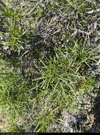 Plancia ëd Encelia stenophylla Greene