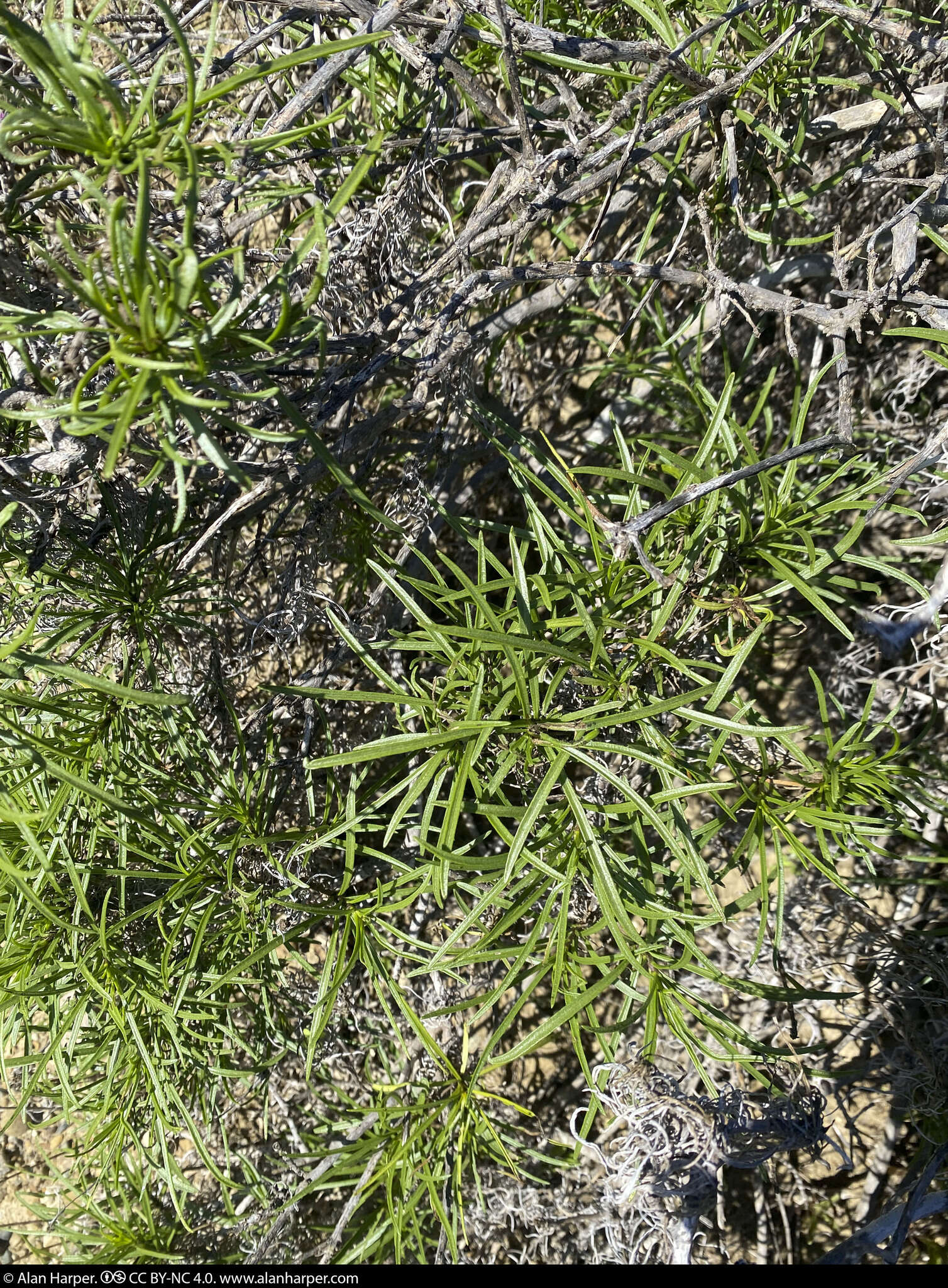 Plancia ëd Encelia stenophylla Greene