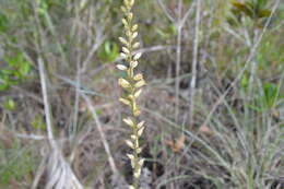 Image of Bracted Colicroot