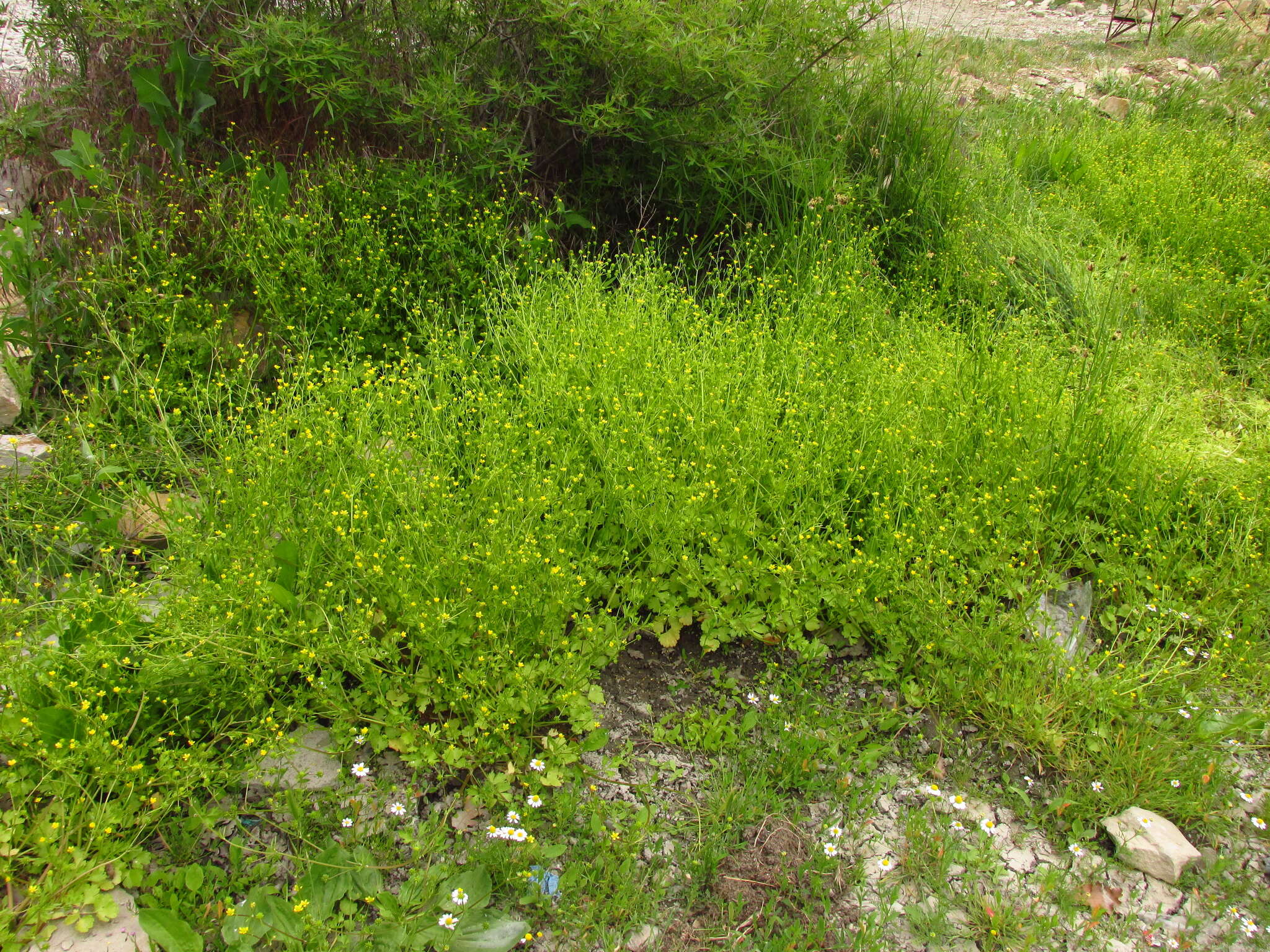 Image de Ranunculus marginatus Dum.-Urville