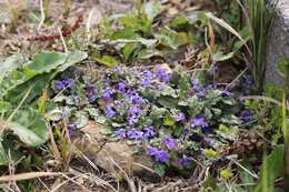 Image of Ajuga decumbens Thunb.