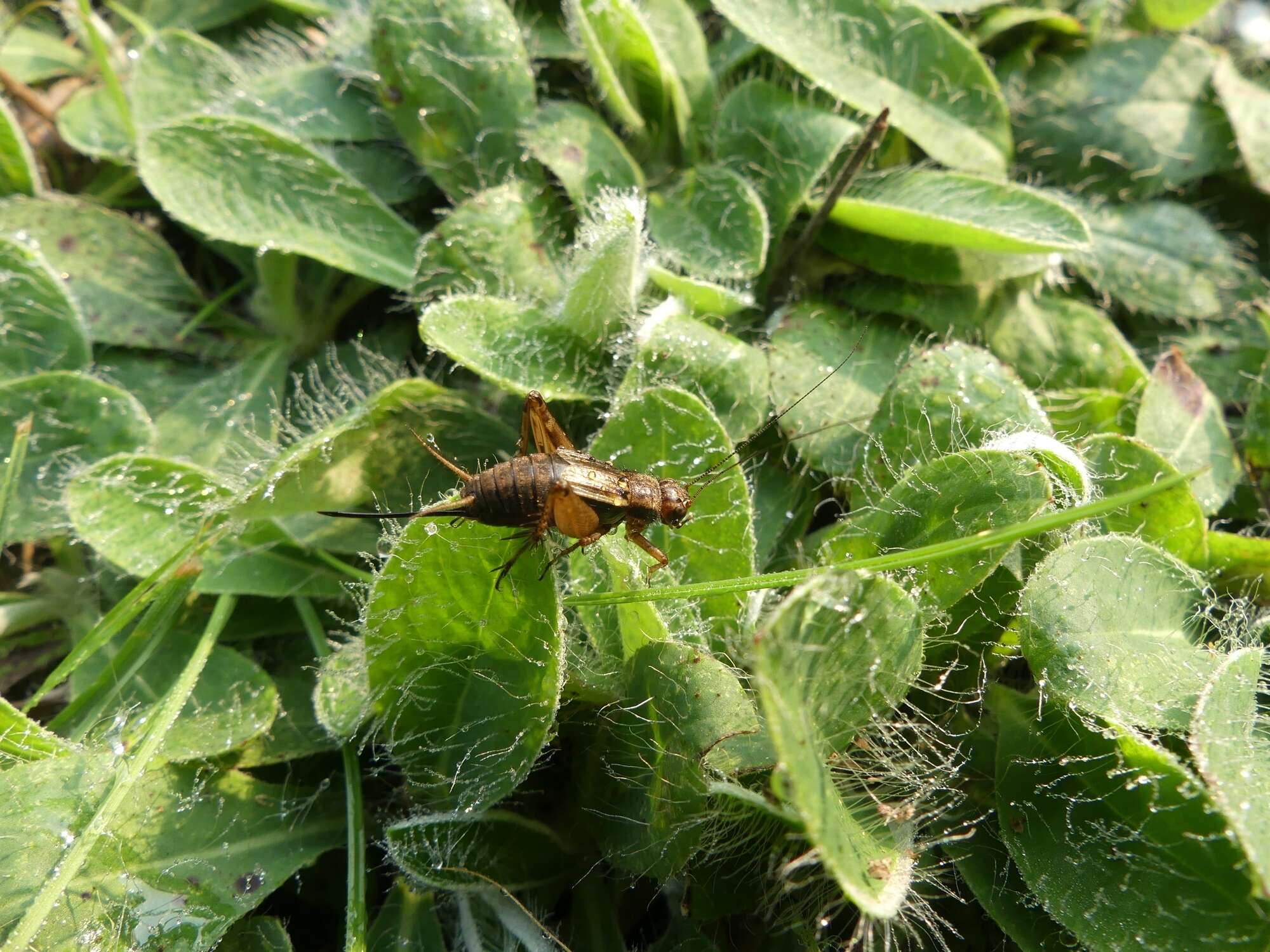 Image of Striped Ground Cricket