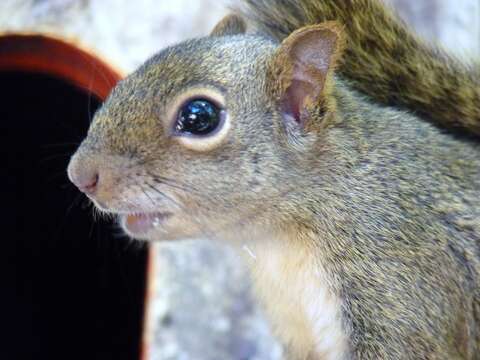 Image of Sciurus aestuans ingrami Thomas 1901