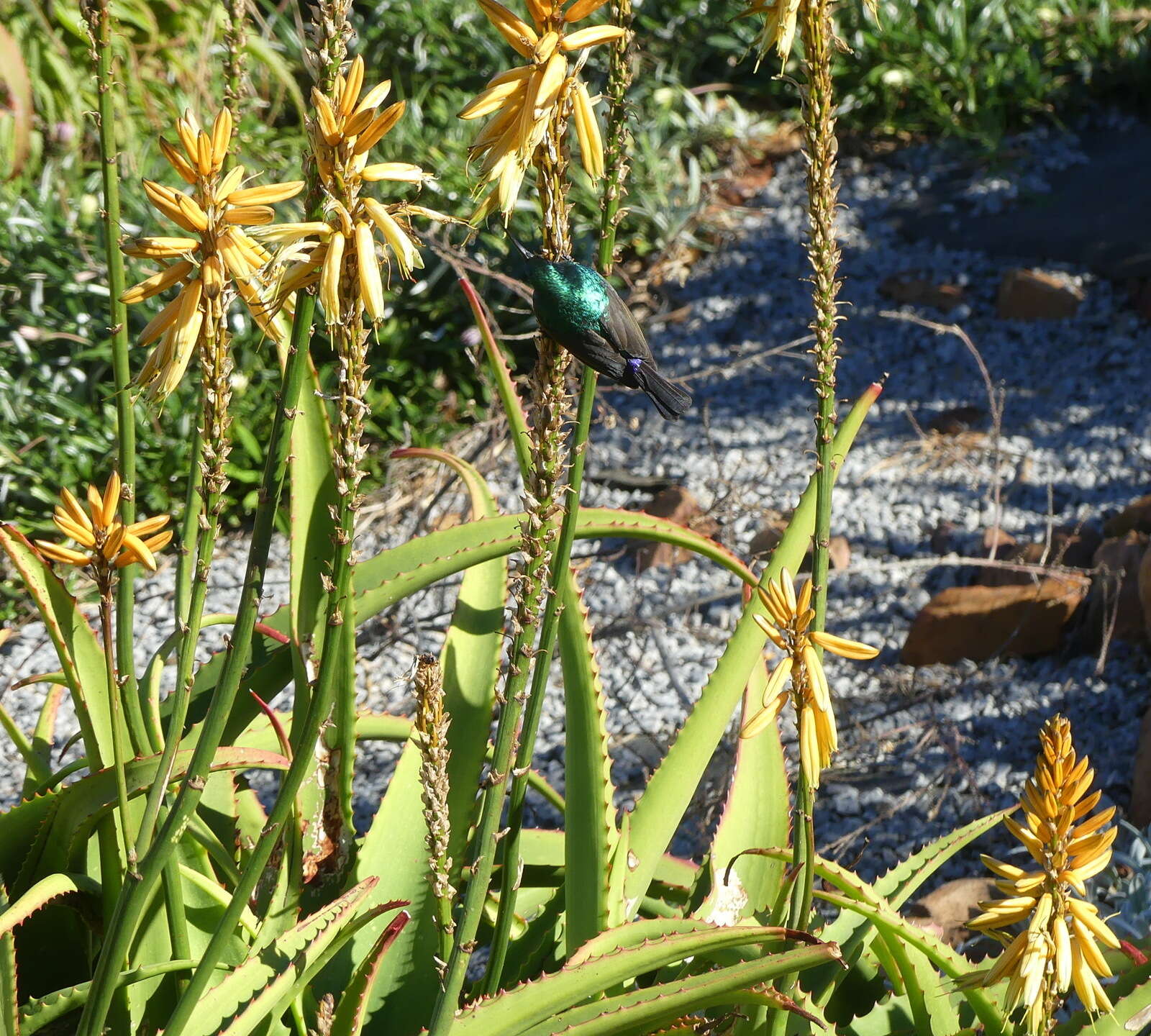 Image of Aloe vanbalenii Pillans