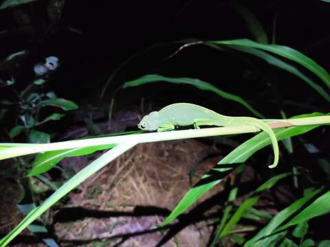 Image of Mayotte Chameleon