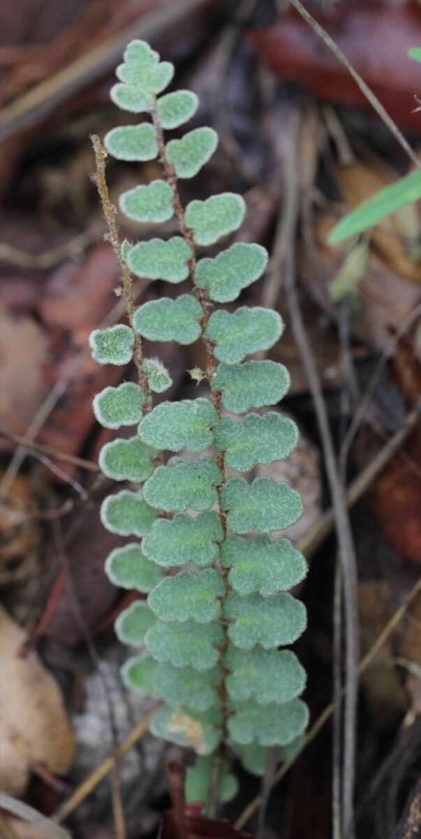 Image of Windham's scaly cloakfern