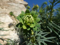 Image of Euphorbia characias subsp. characias