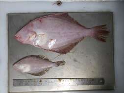 Image of Hippoglossoides