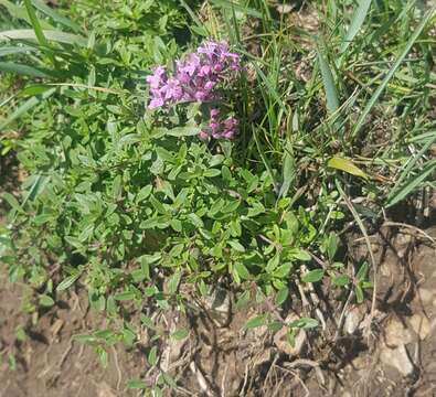 Image of Thymus baicalensis Serg.