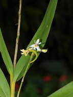 Image of Epidendrum blepharistes Barker ex Lindl.