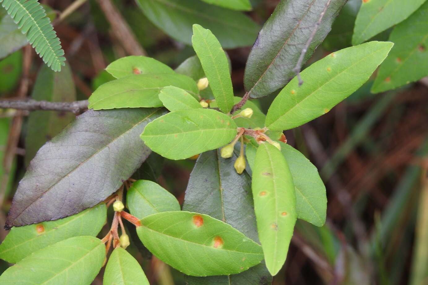 Image of Frangula mucronata (Schlechtend.) Grubov