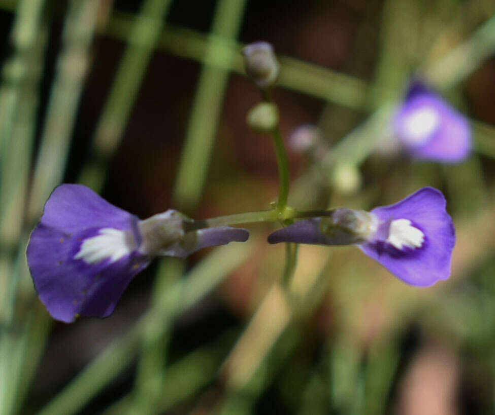 Utricularia blackmanii R. W. Jobson resmi