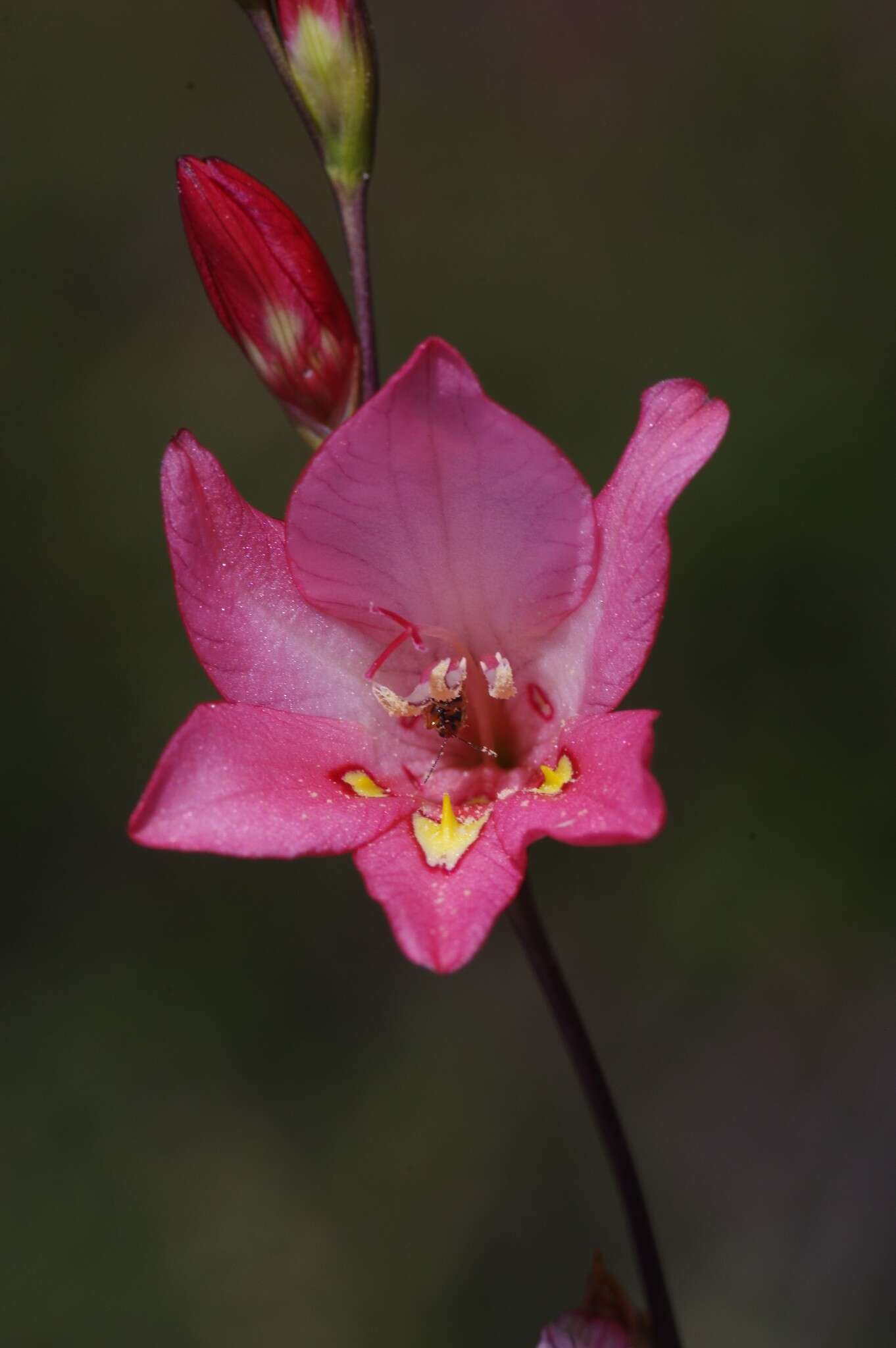 Imagem de Tritonia drakensbergensis M. P. de Vos