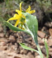 Image of Osteospermum moniliferum subsp. pisiferum (L.) J. C. Manning & Goldblatt